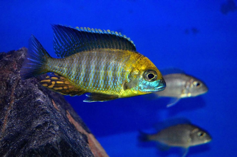 Lethrinops sp. 'yellow collar' Harbour Island